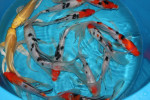 Koi A Butterfly